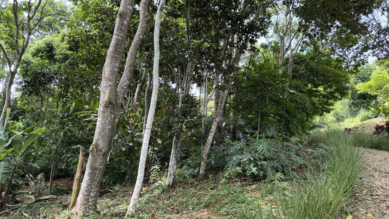 Peaceful Mountain Retreat with Expansive Views in La Angostura, Pérez Zeledón