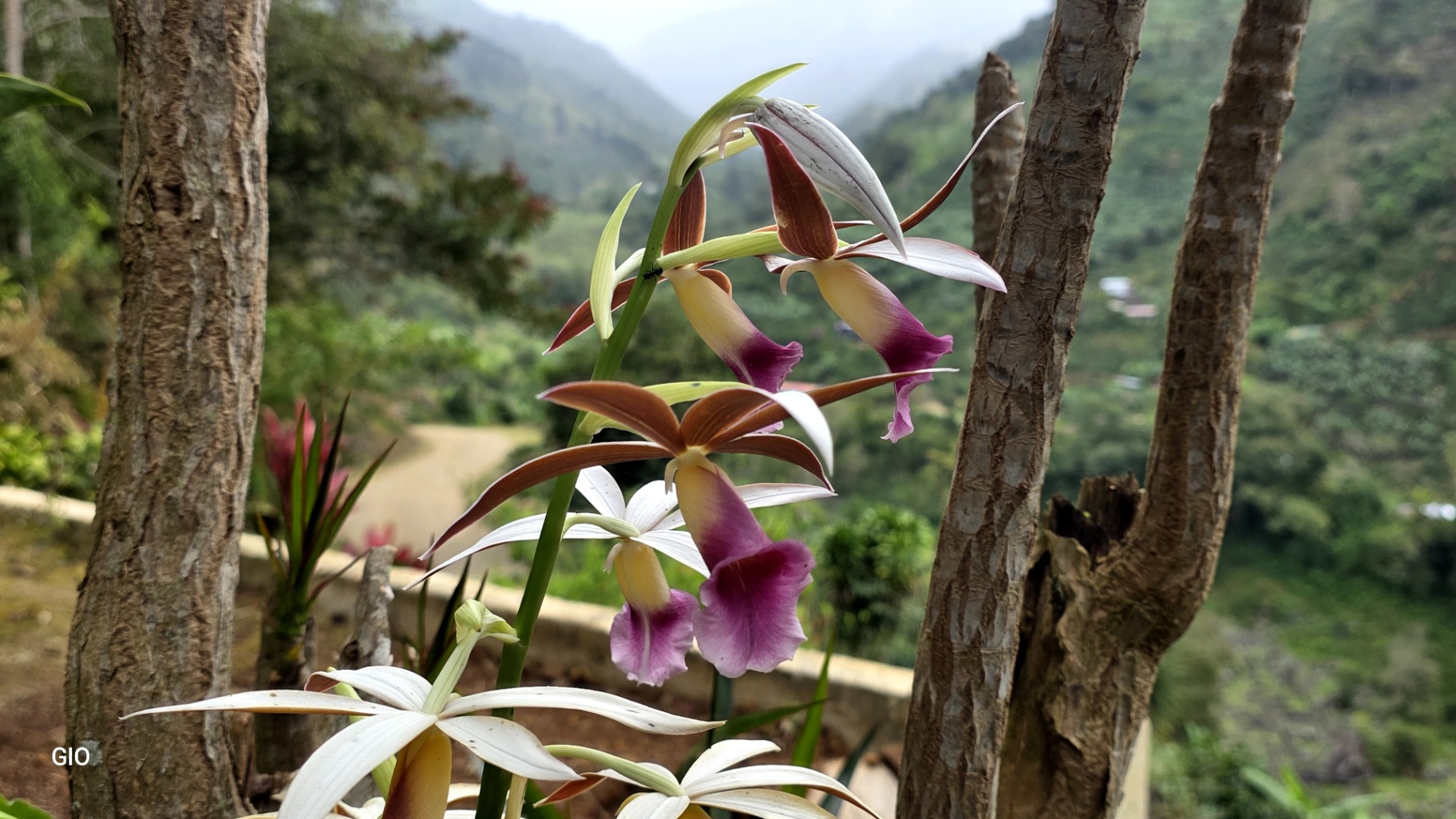 🌳🏞️ Rustic Mountain Retreat for Sale! 🏞️🌳