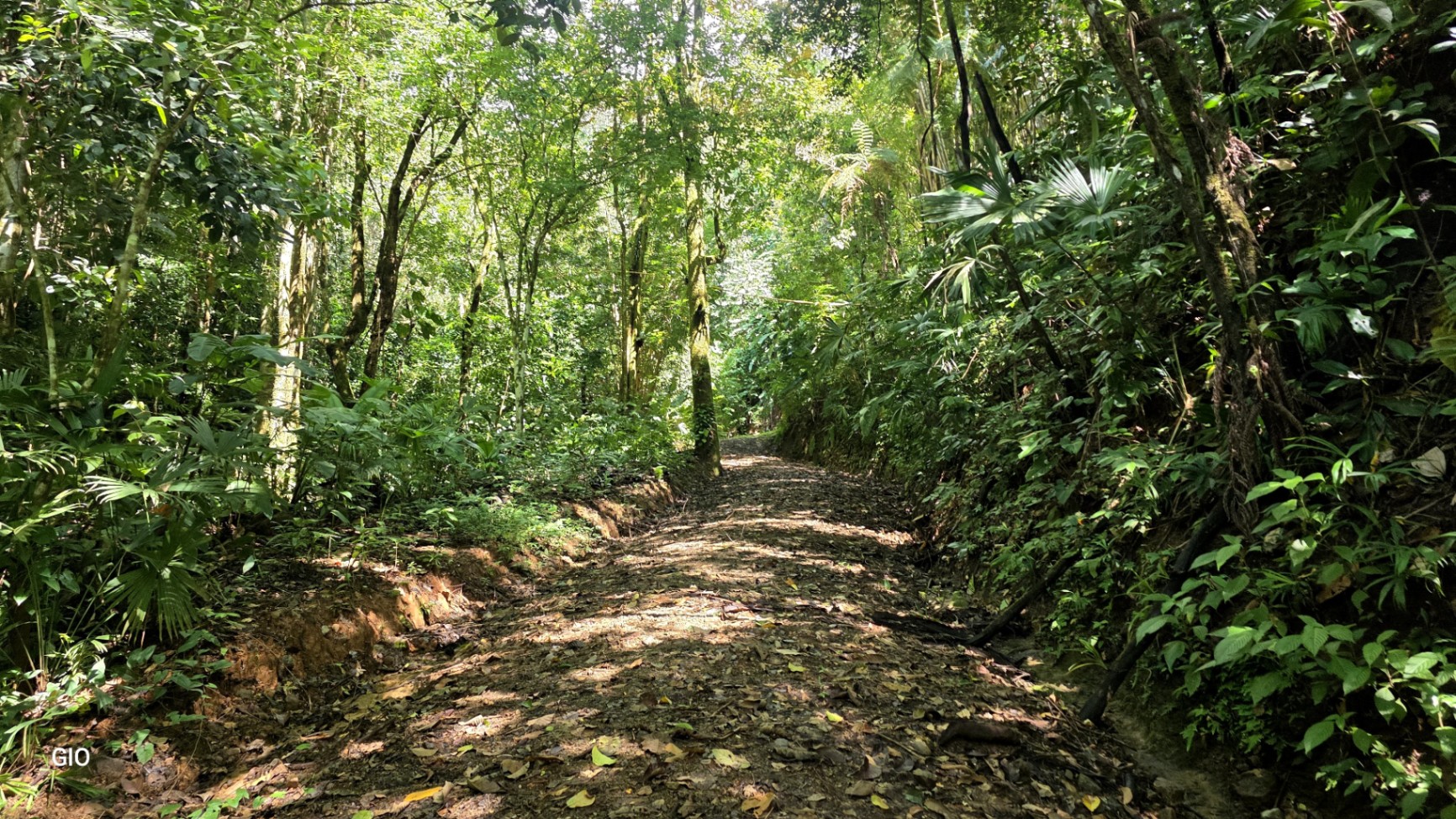 Unique Property with Waterfalls & Wildlife 🌴🐒🌊