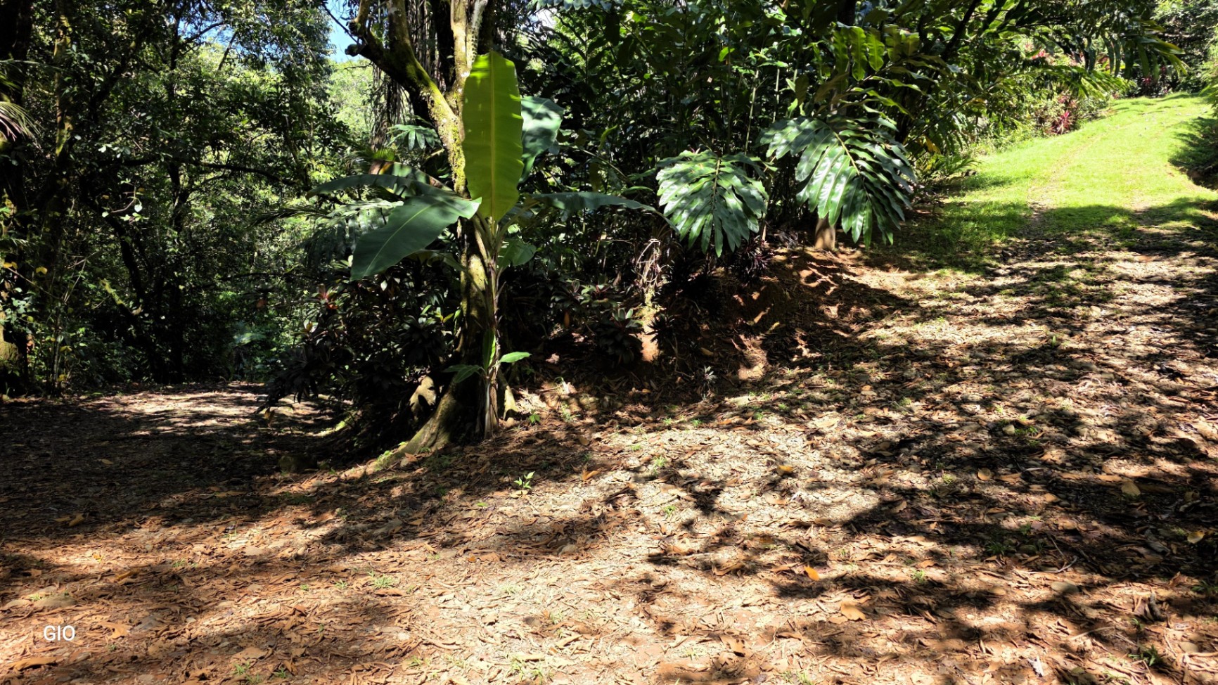 Unique Property with Waterfalls & Wildlife 🌴🐒🌊