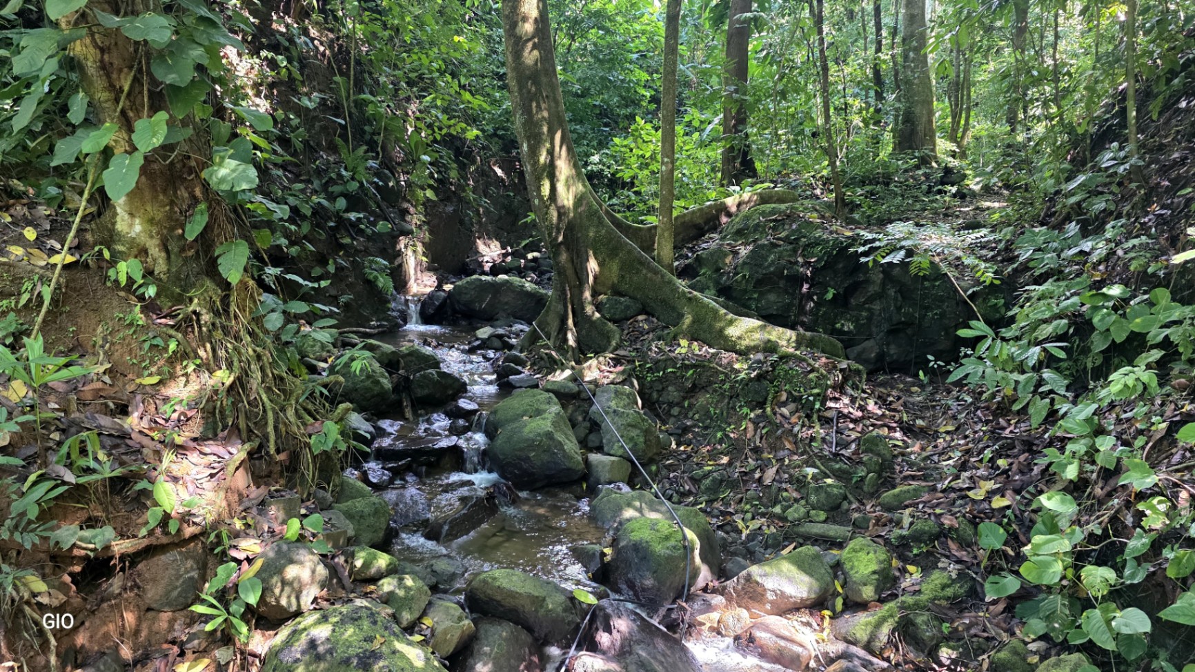 Unique Property with Waterfalls & Wildlife 🌴🐒🌊