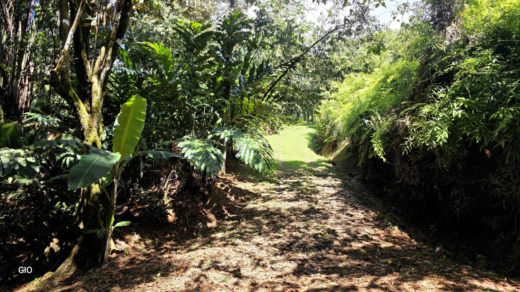 Unique Property with Waterfalls & Wildlife 🌴🐒🌊