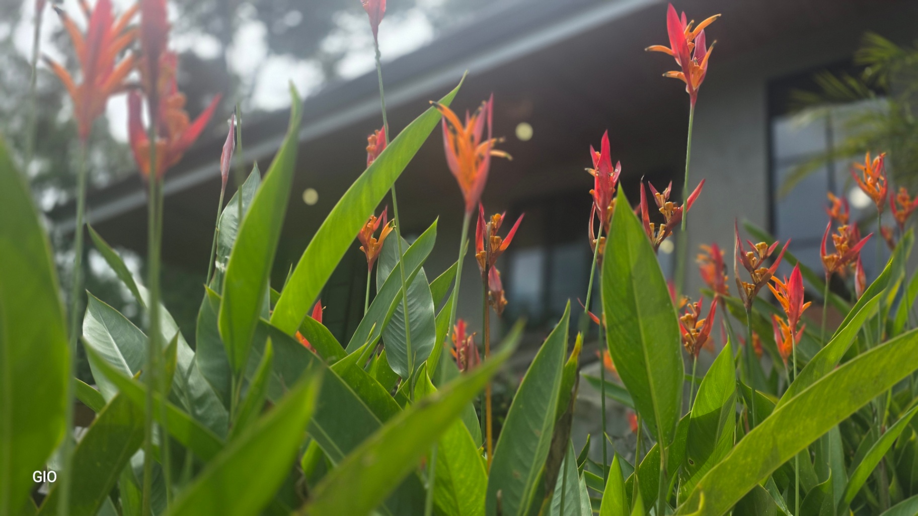 🌺 Aves del Paraíso – A Private Nature Sanctuary in Pérez Zeledón, Costa Rica 🦜
