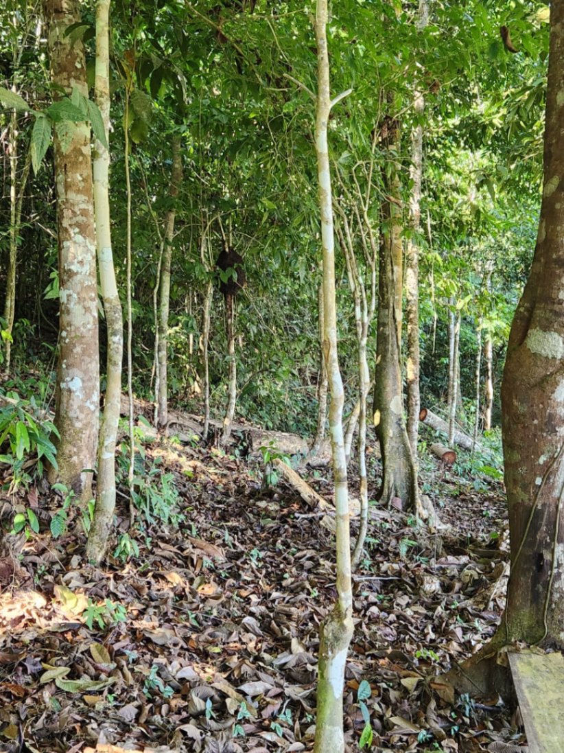 🌿 36-Acre Mountain Property for Sale – San Agustín, Pérez Zeledón 🌄