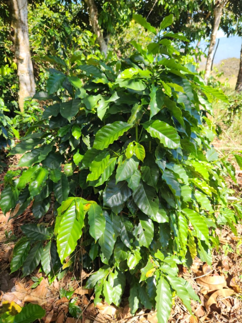 🌿 36-Acre Mountain Property for Sale – San Agustín, Pérez Zeledón 🌄