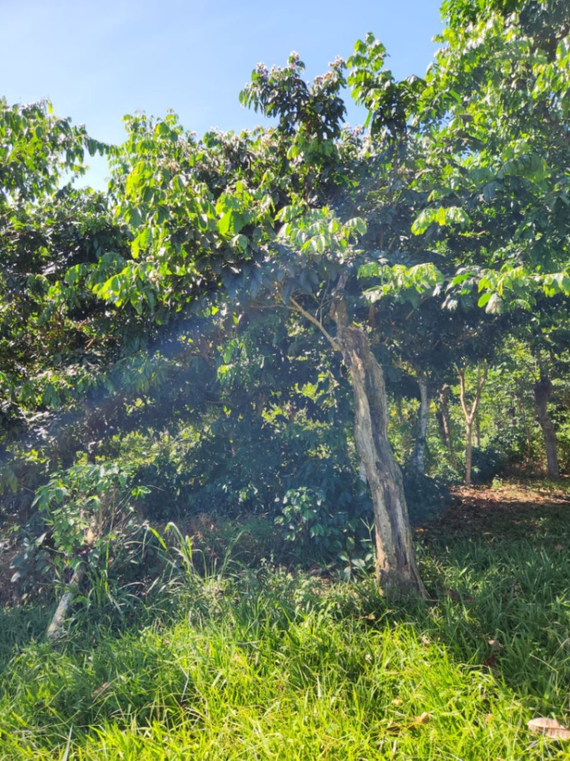 🌿 36-Acre Mountain Property for Sale – San Agustín, Pérez Zeledón 🌄