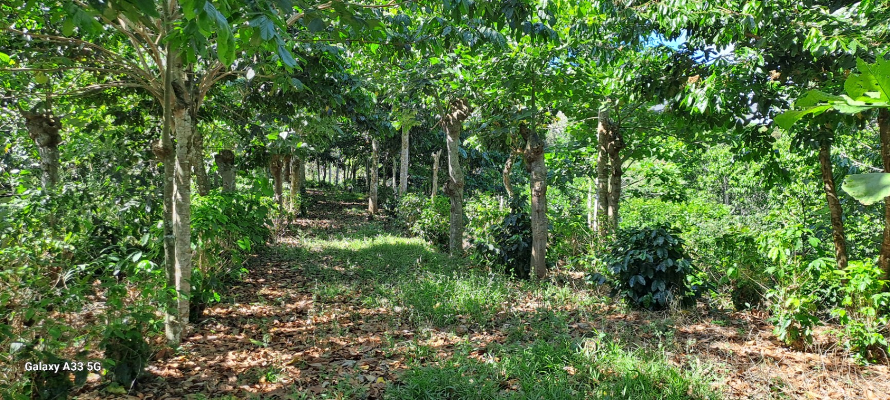 🌿 36-Acre Mountain Property for Sale – San Agustín, Pérez Zeledón 🌄