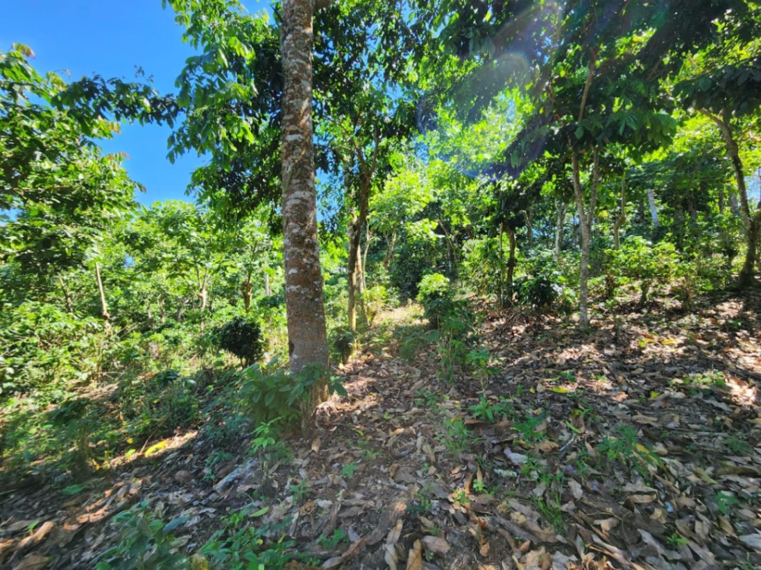 🌿 36-Acre Mountain Property for Sale – San Agustín, Pérez Zeledón 🌄