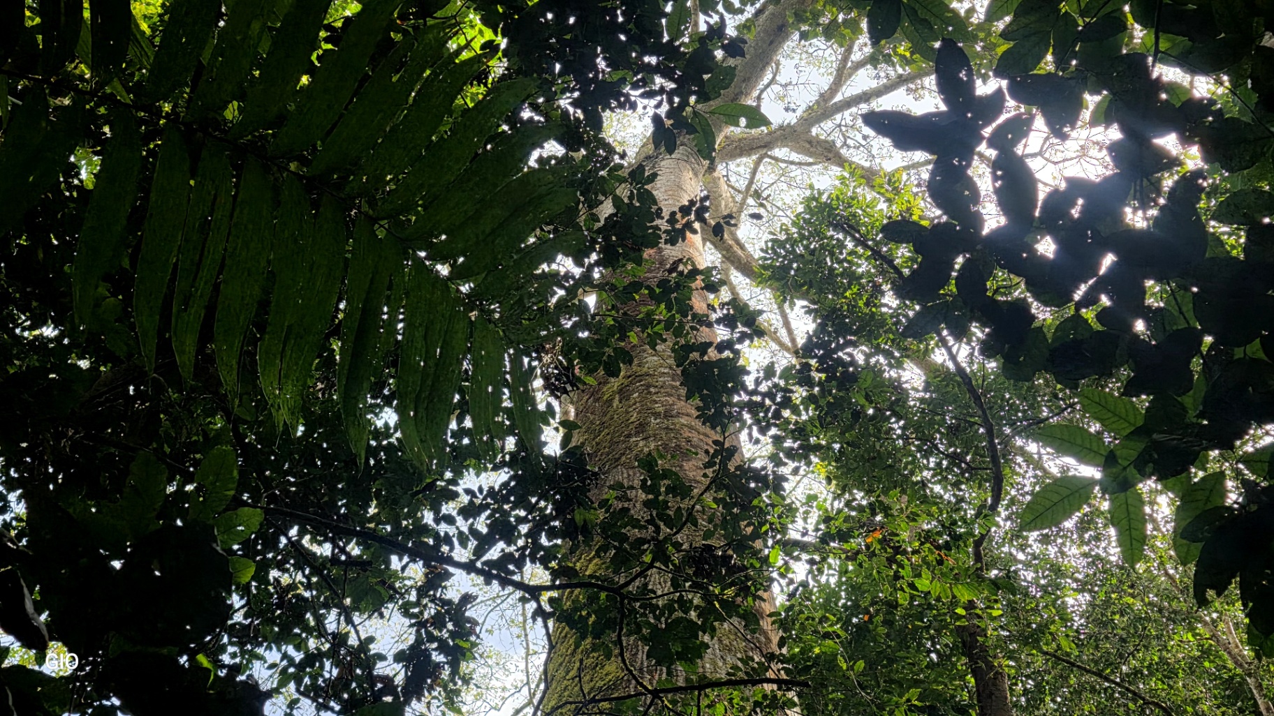 🌿 Nature, Privacy & Investment Opportunity in Costa Rica 🌿