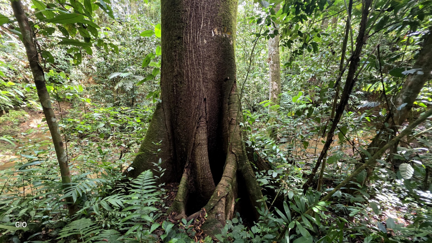 🌿 Nature, Privacy & Investment Opportunity in Costa Rica 🌿