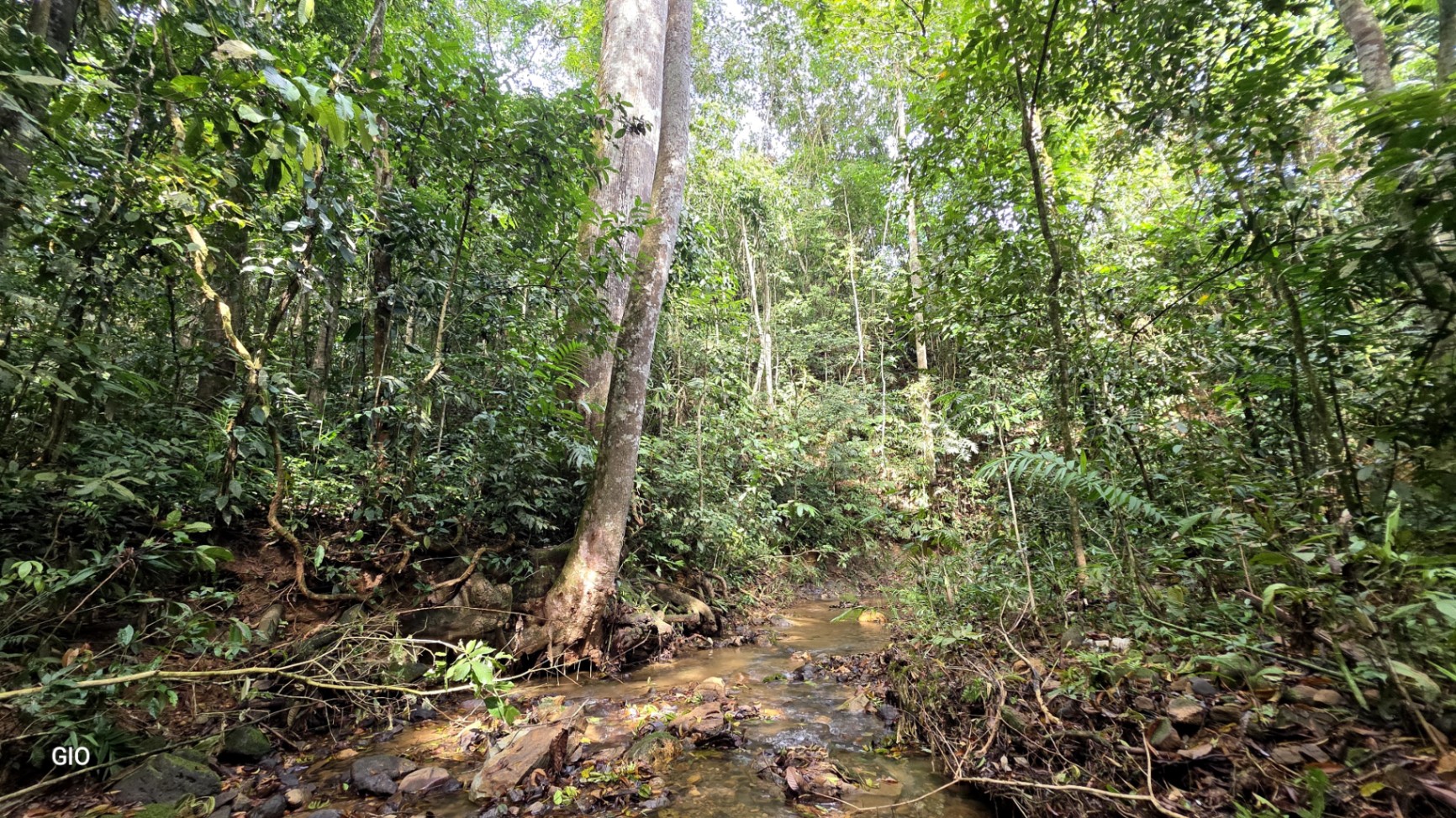 🌿 Nature, Privacy & Investment Opportunity in Costa Rica 🌿