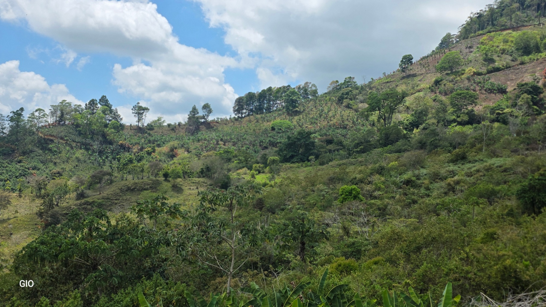 Chirripó’s Hidden Gem: A High-Altitude Coffee Sanctuary 🏔️☕✨