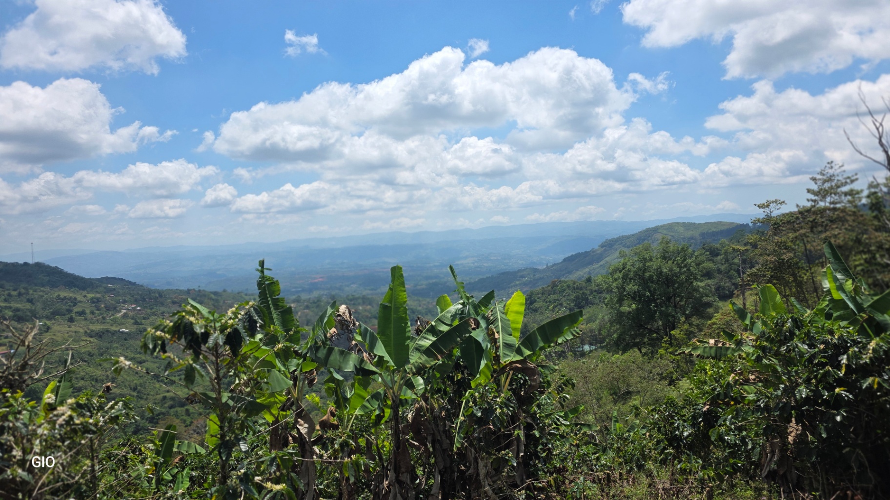 Chirripó’s Hidden Gem: A High-Altitude Coffee Sanctuary 🏔️☕✨
