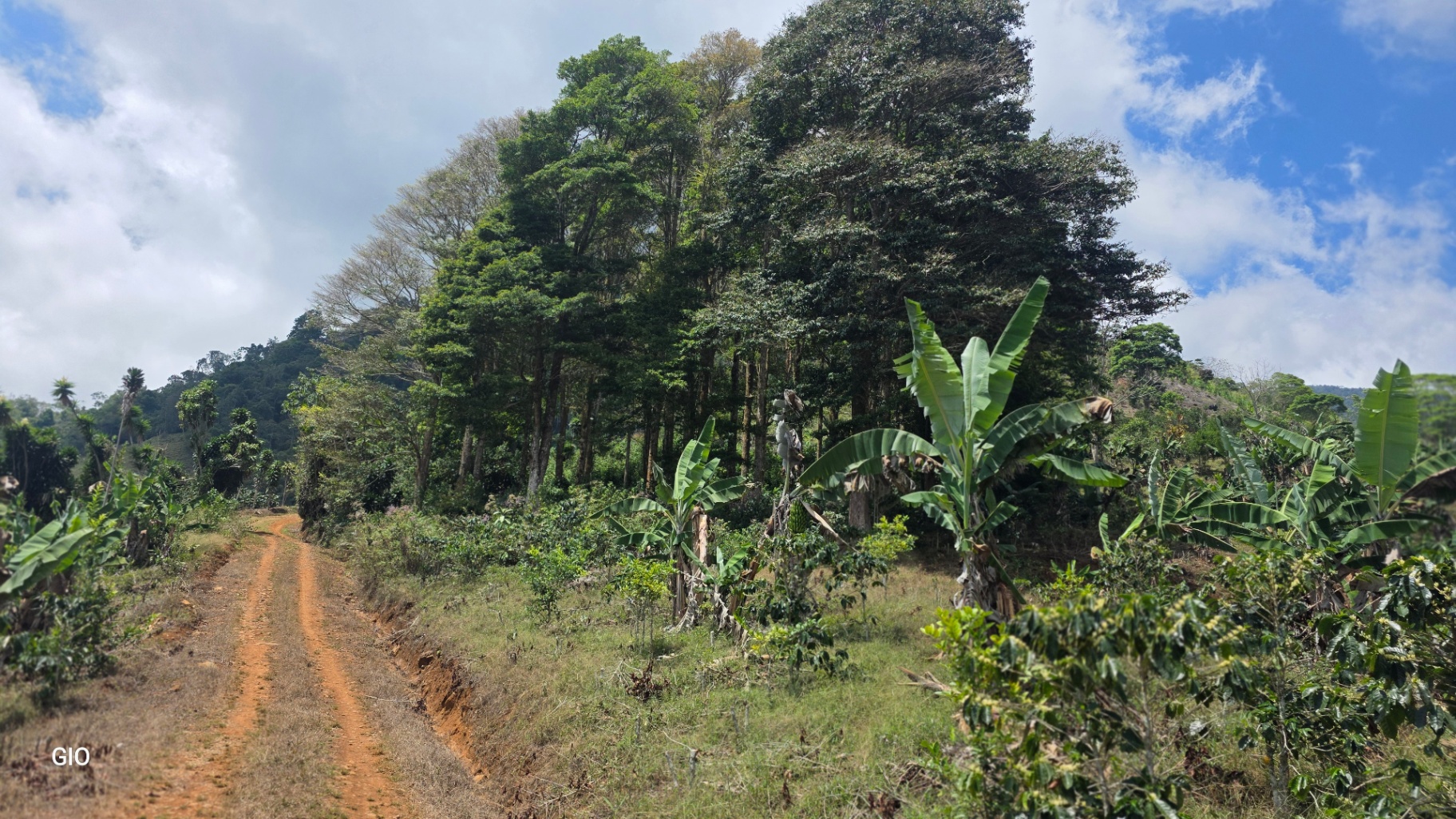 Chirripó’s Hidden Gem: A High-Altitude Coffee Sanctuary 🏔️☕✨