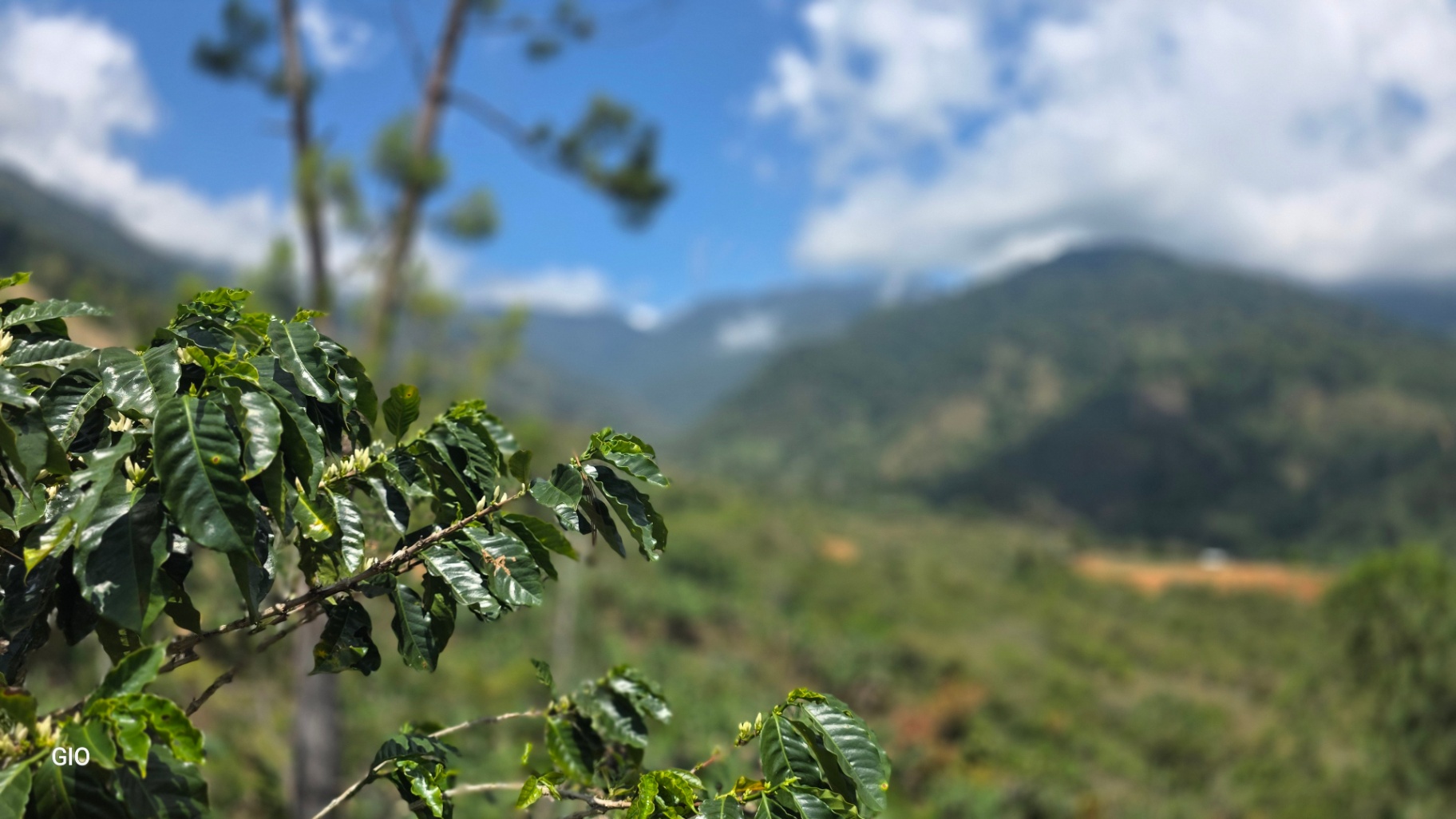 Chirripó’s Hidden Gem: A High-Altitude Coffee Sanctuary 🏔️☕✨