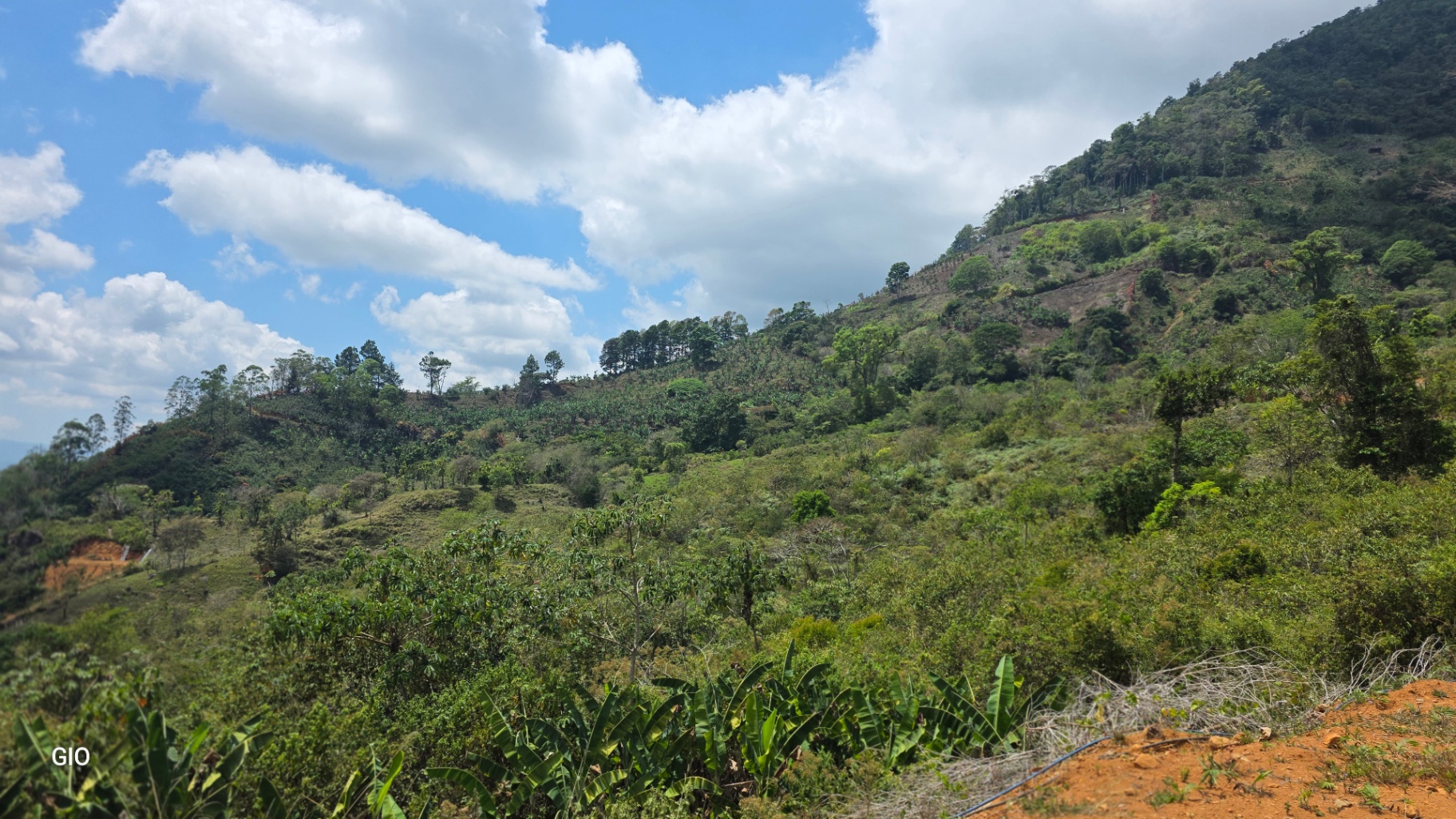 Chirripó’s Hidden Gem: A High-Altitude Coffee Sanctuary 🏔️☕✨