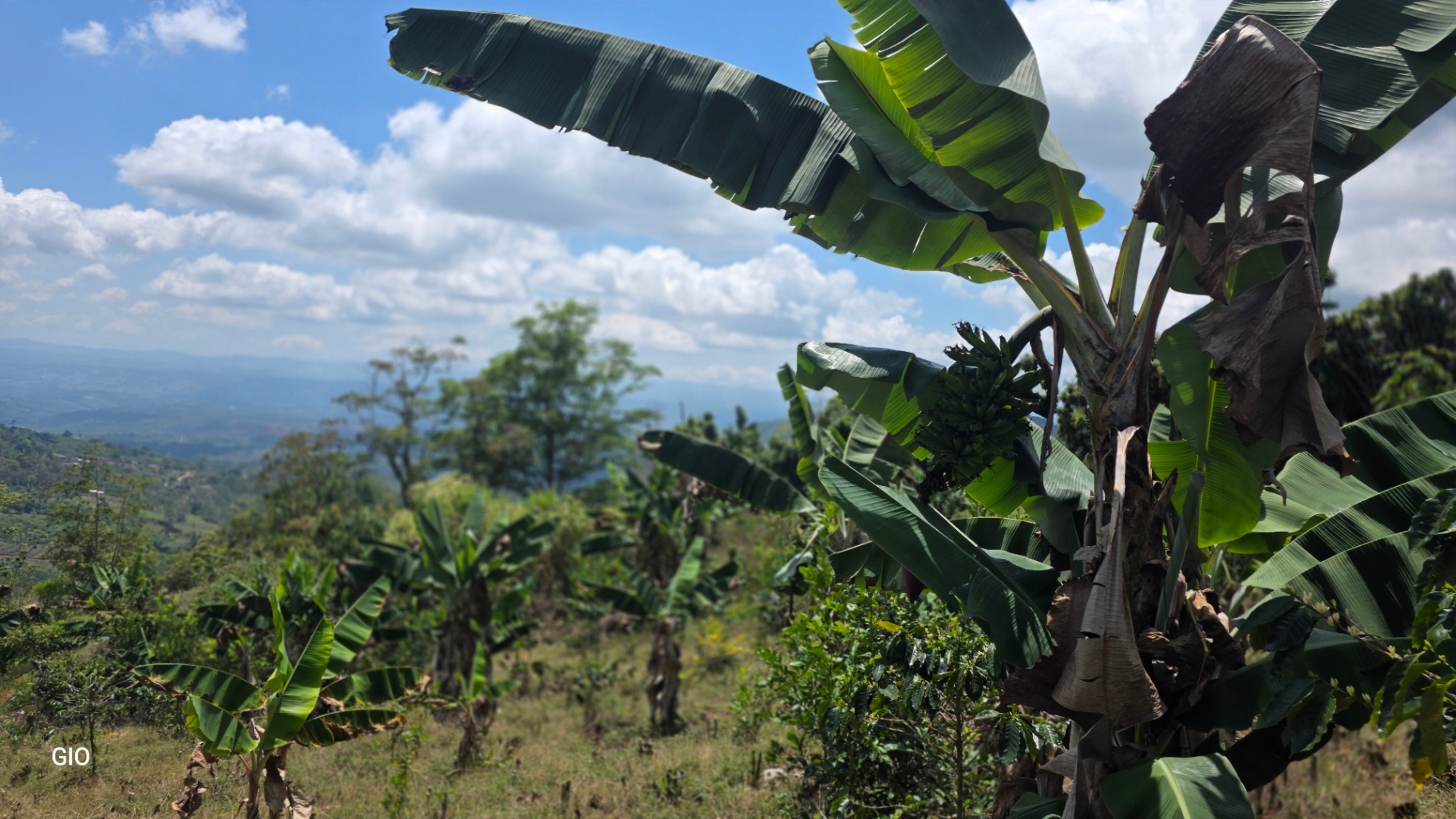 Chirripó’s Hidden Gem: A High-Altitude Coffee Sanctuary 🏔️☕✨
