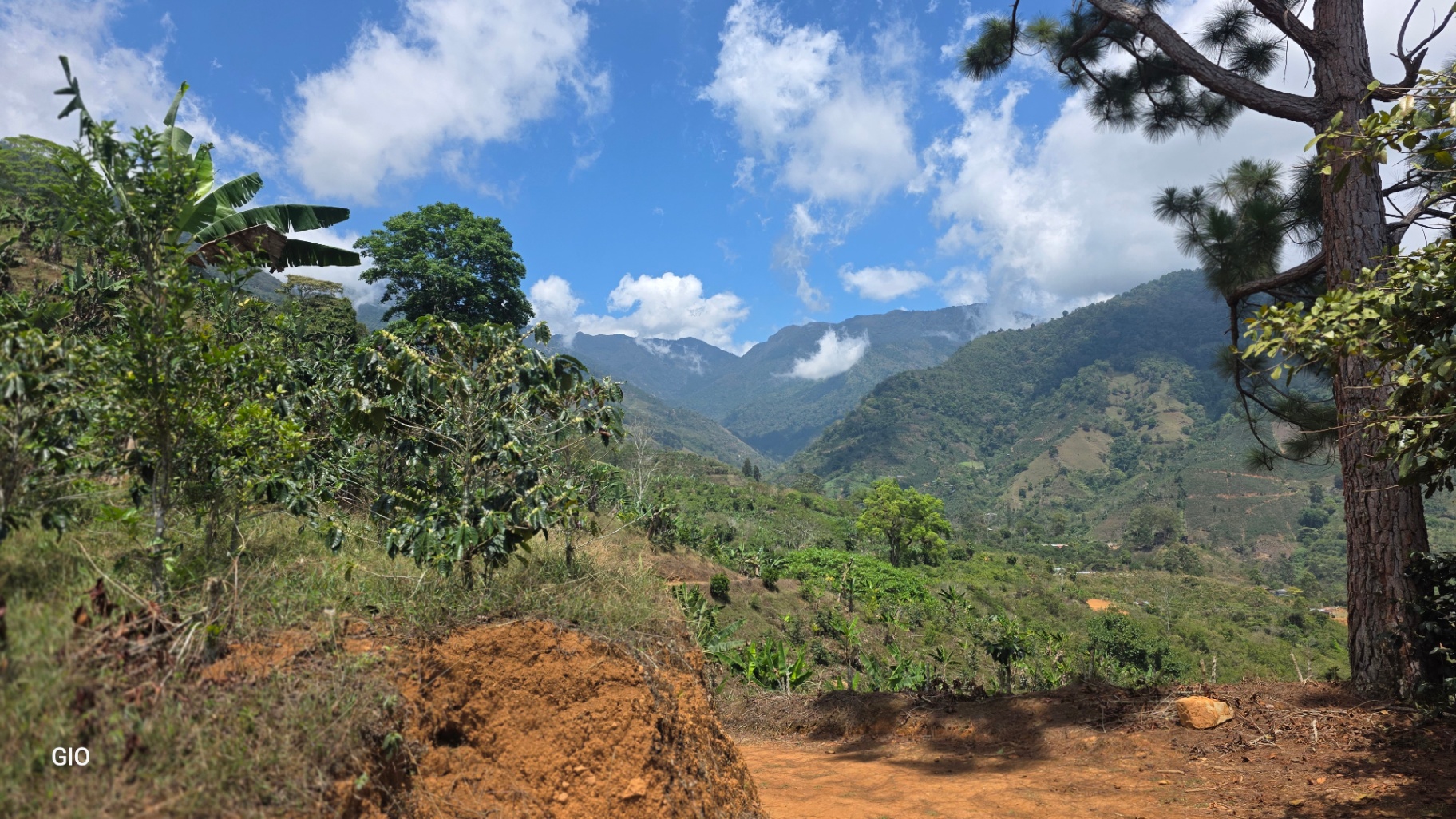 Chirripó’s Hidden Gem: A High-Altitude Coffee Sanctuary 🏔️☕✨