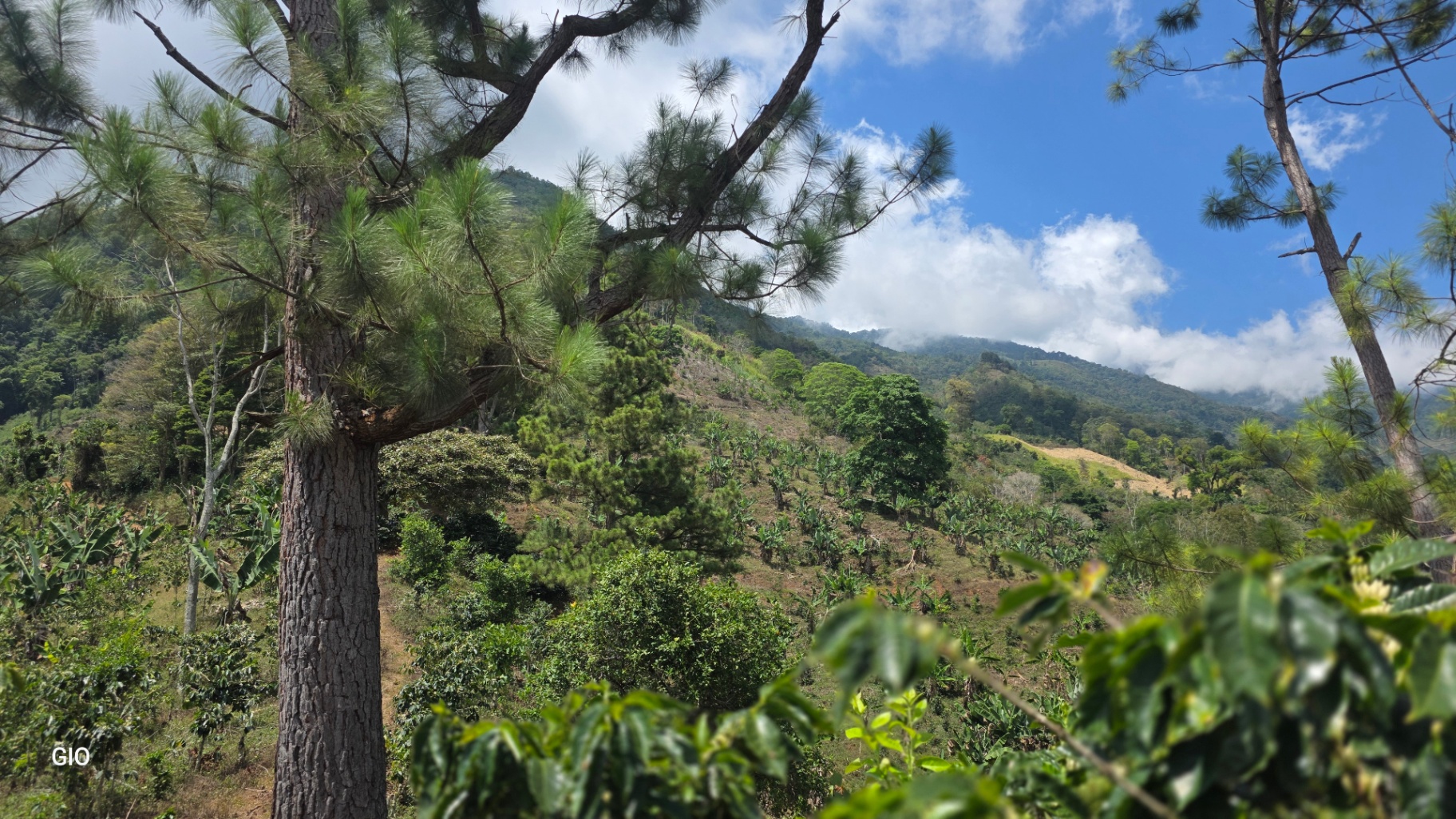 Chirripó’s Hidden Gem: A High-Altitude Coffee Sanctuary 🏔️☕✨