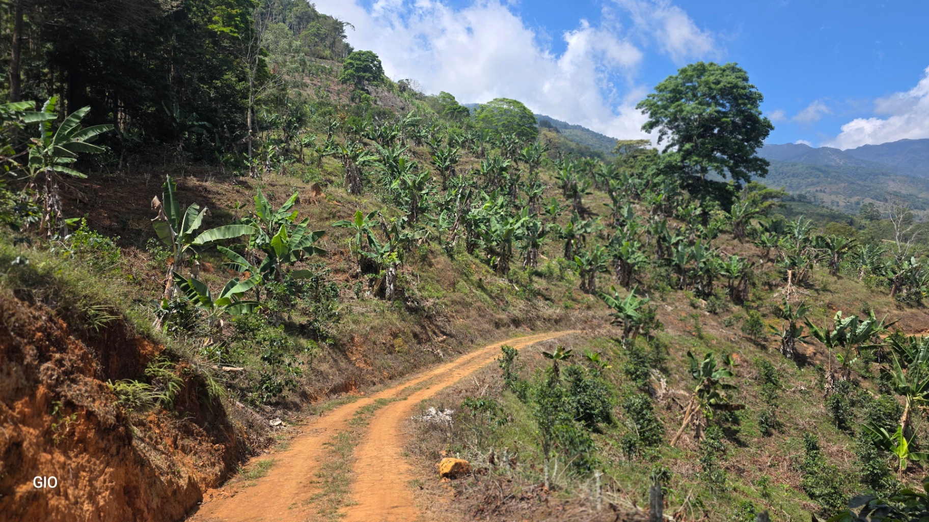 Chirripó’s Hidden Gem: A High-Altitude Coffee Sanctuary 🏔️☕✨