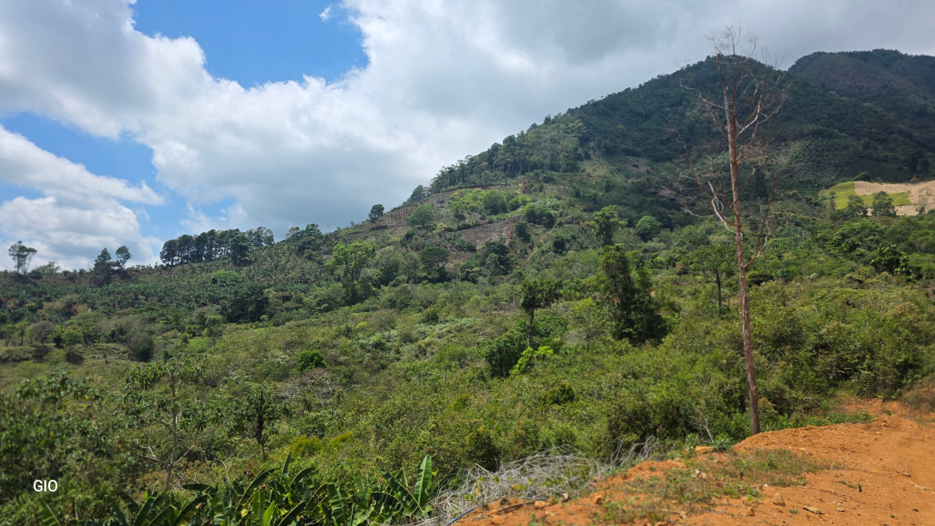 Chirripó’s Hidden Gem: A High-Altitude Coffee Sanctuary 🏔️☕✨