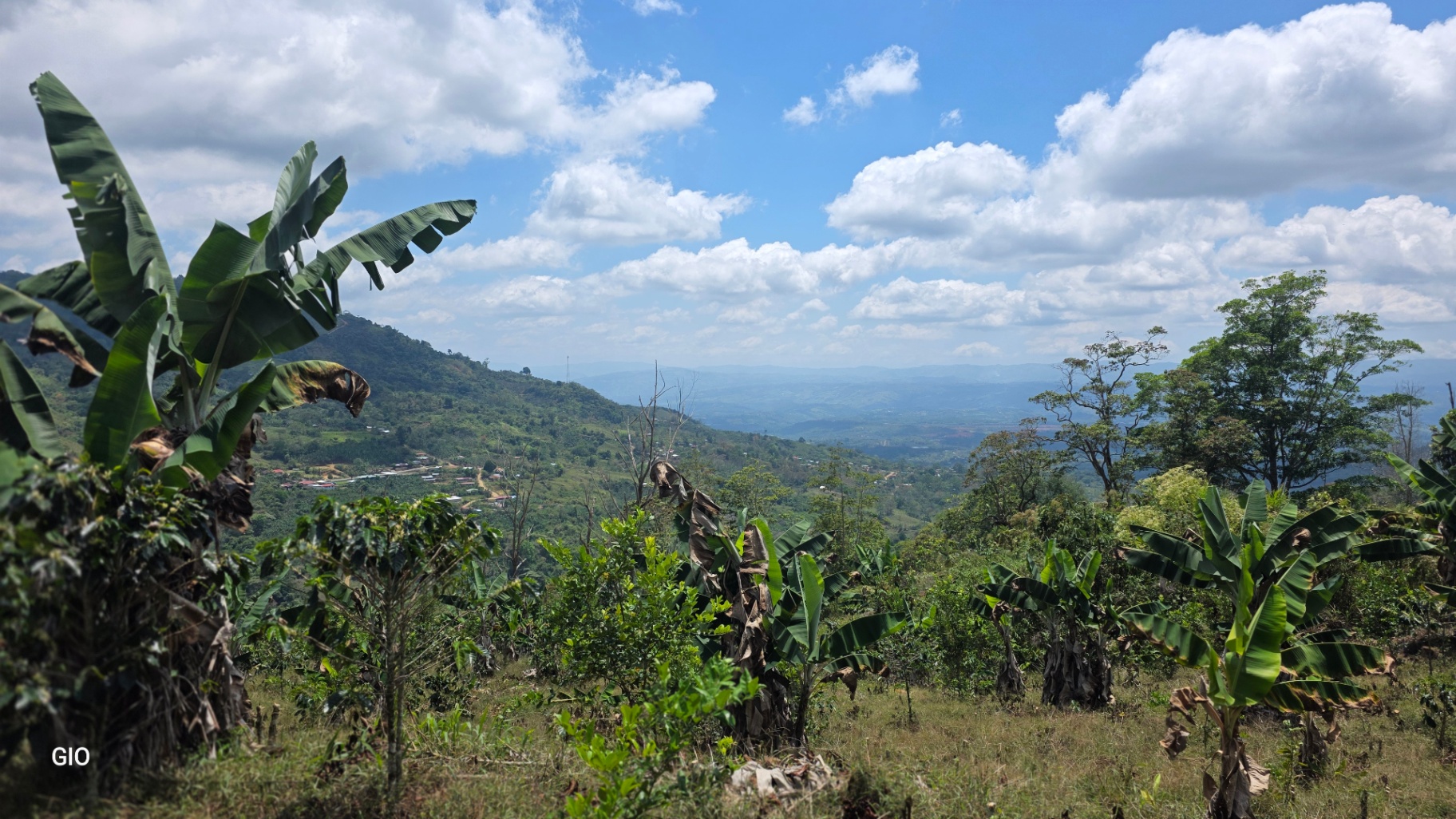 Chirripó’s Hidden Gem: A High-Altitude Coffee Sanctuary 🏔️☕✨