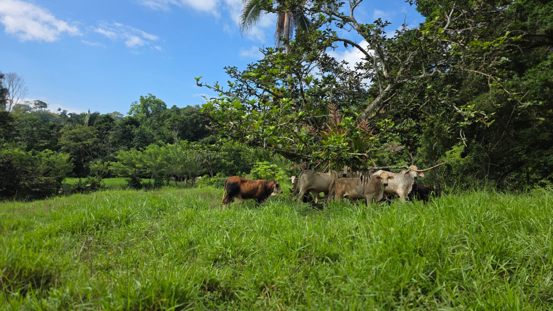 Pure Life Paradise: 128-Acre Eco-Farm with Private Waterfall & River 🌿💧