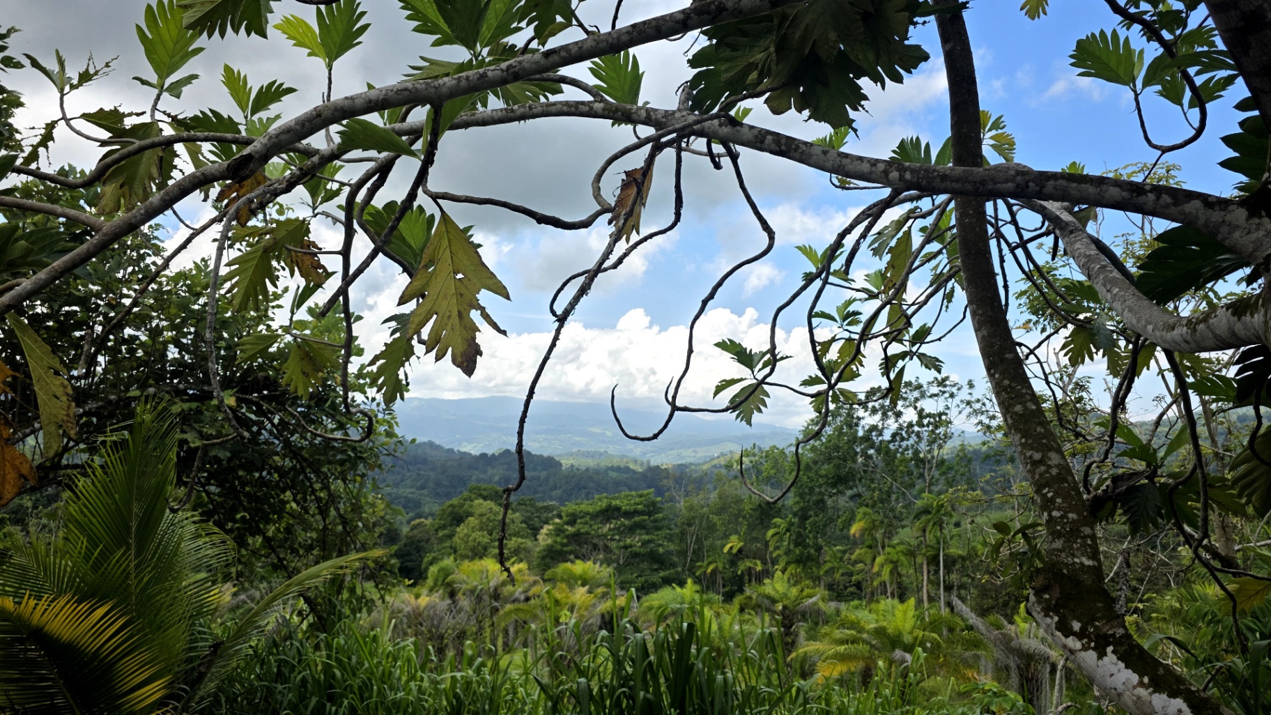 Paradise Found: Pristine Acreage Between Mountains & Ocean 🌊
