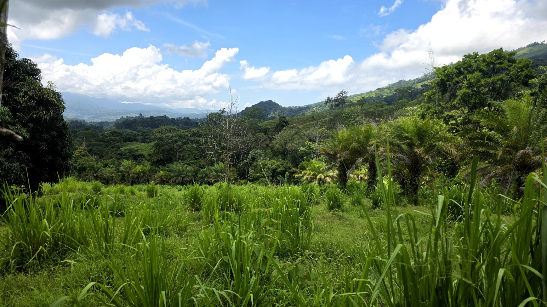 Paradise Found: Pristine Acreage Between Mountains & Ocean 🌊