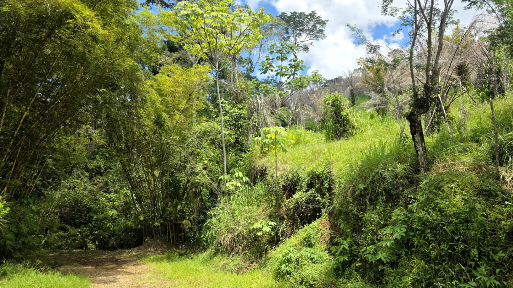 Paradise Found: Pristine Acreage Between Mountains & Ocean 🌊
