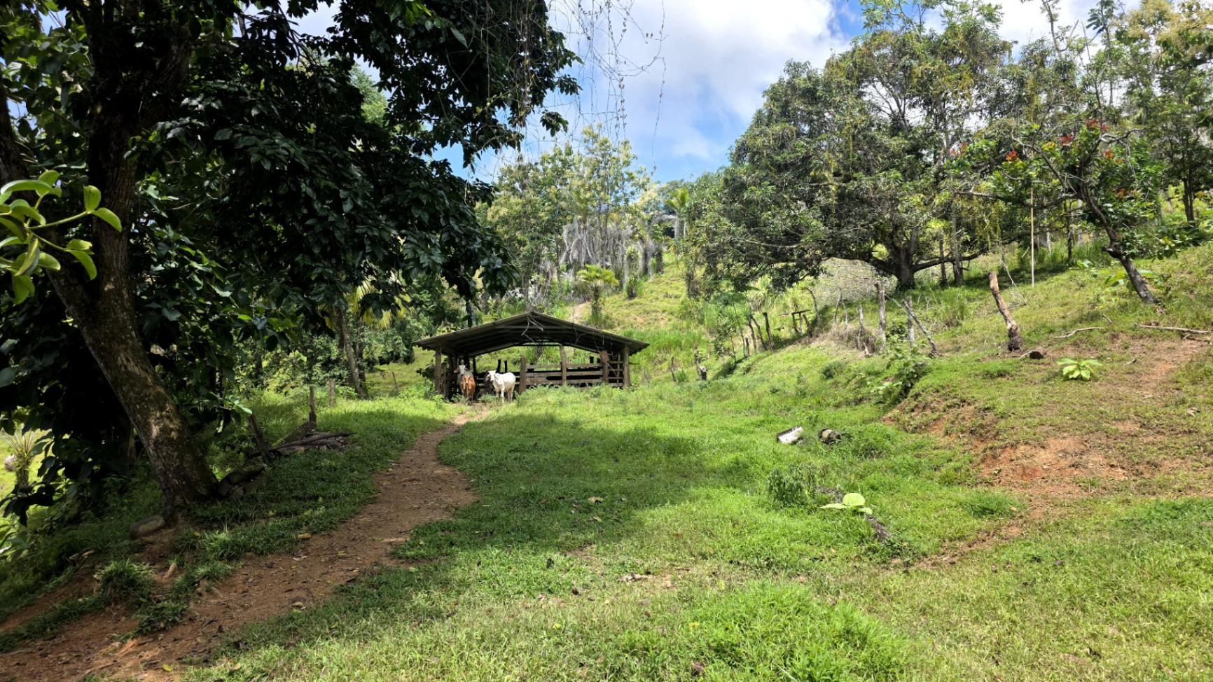 Paradise Found: Pristine Acreage Between Mountains & Ocean 🌊