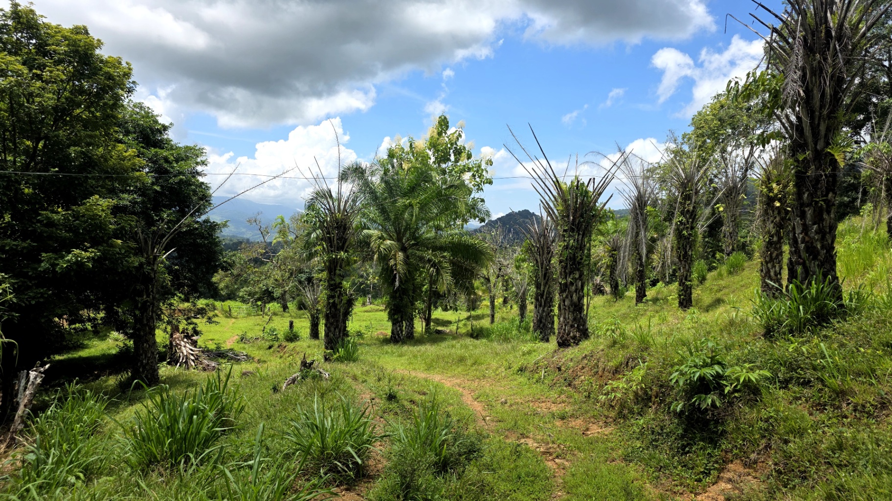 Paradise Found: Pristine Acreage Between Mountains & Ocean 🌊