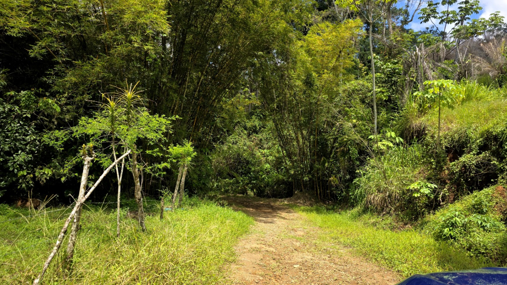 Paradise Found: Pristine Acreage Between Mountains & Ocean 🌊